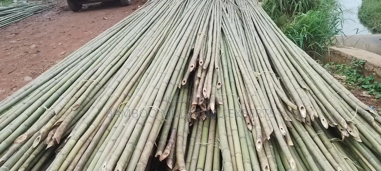 Long Bamboo Seller