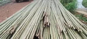 Long Bamboo Seller