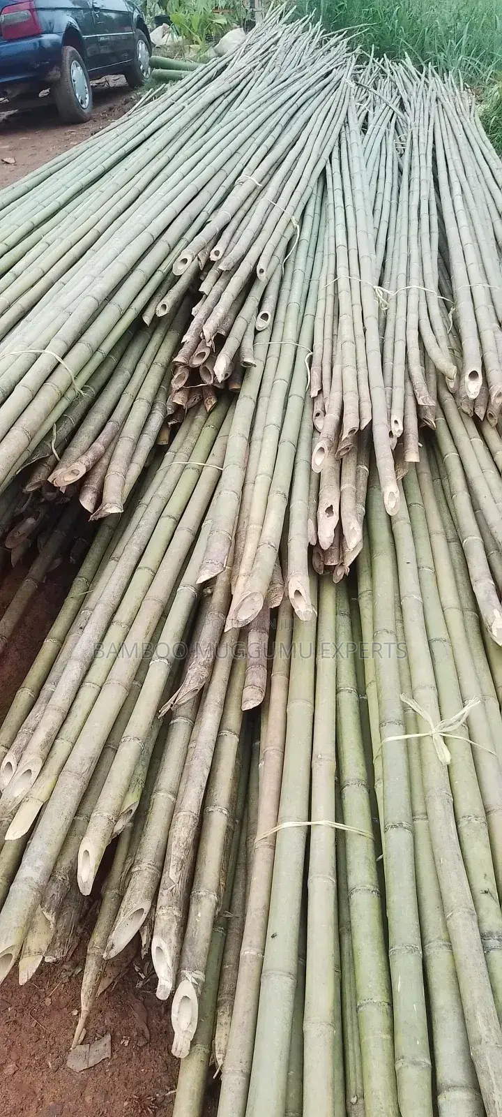 Long Bamboo Seller