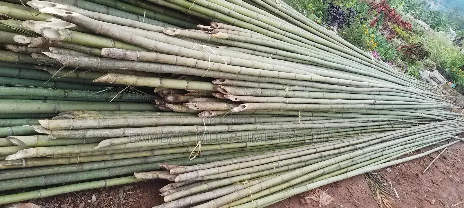 Long Bamboo Seller