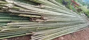 Long Bamboo Seller