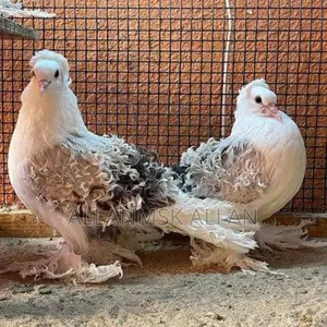 Frillback Pigeons