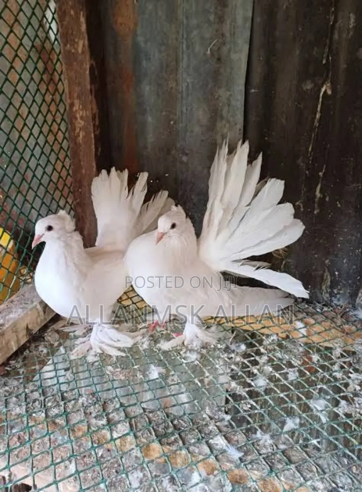 Indian Fantail Pigeons-Pure White
