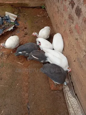 White Guniea Fowls and Black Donated