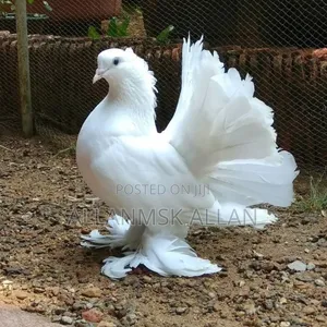 Indian Fantail Pigeons-Pure White