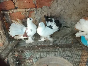 Fantail Pigeon