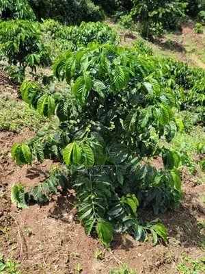 Coffee Plantation