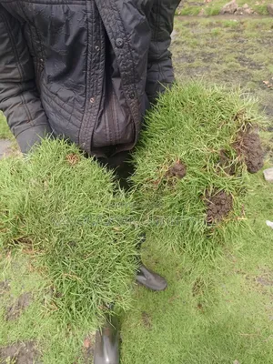 Garden Paspalum Grass