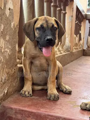 1-3 months Male Purebred Boerboel