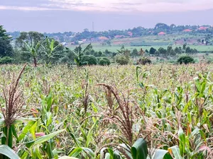 Buwava Kitukutwe Kira Municipality 10 Acres for Sale