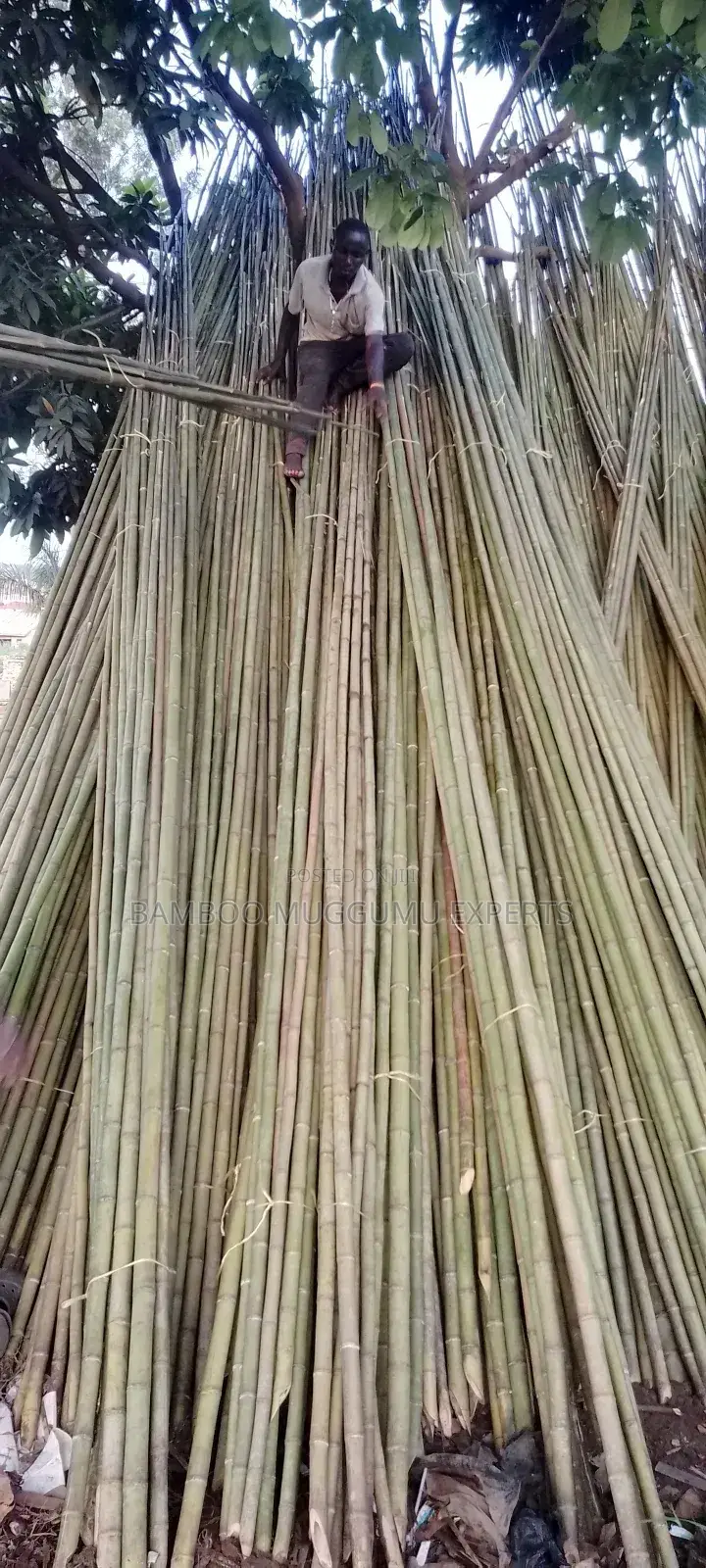 Bamboo Seller