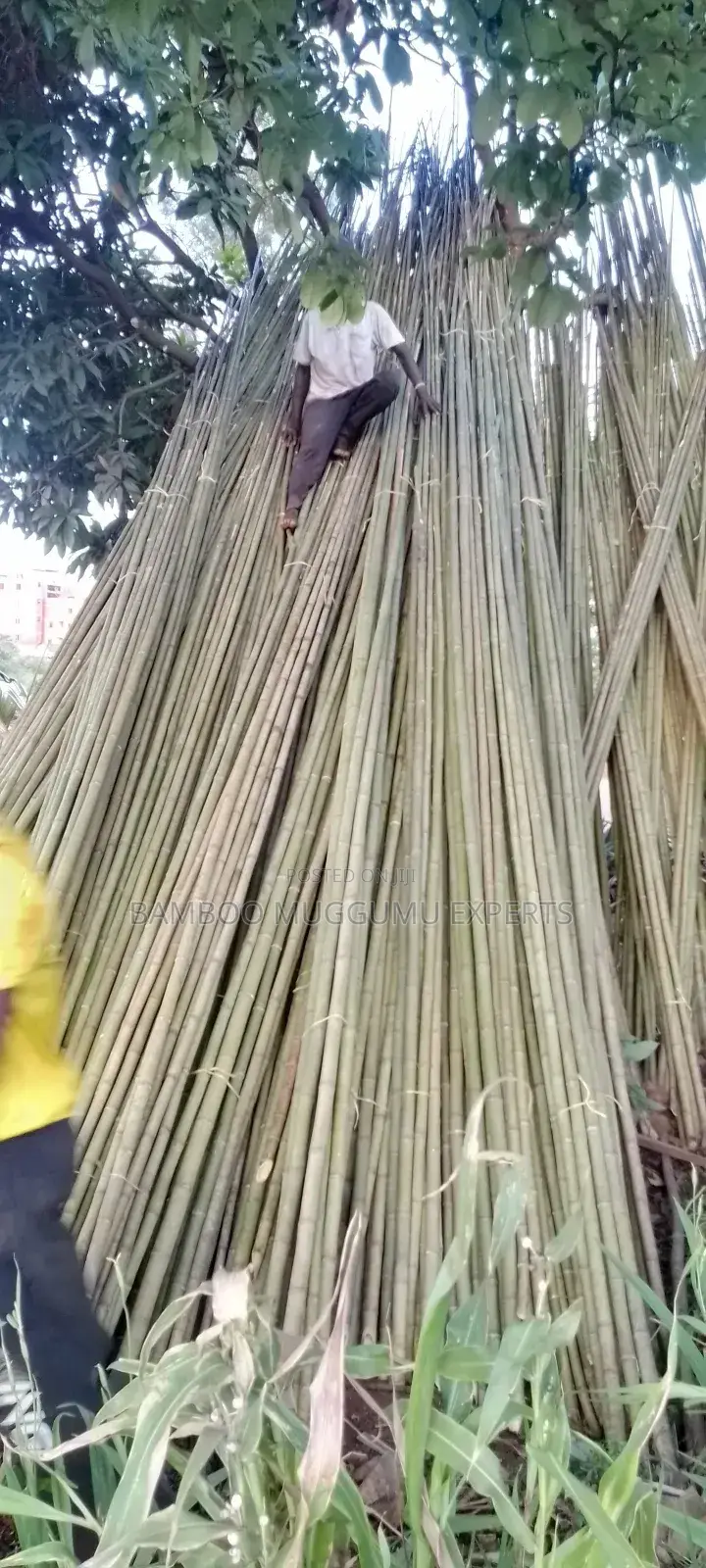 Bamboo Seller