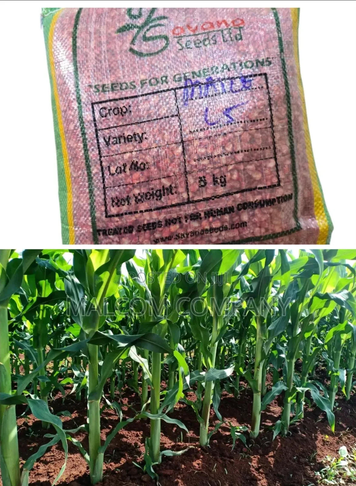 Maize Seeds for Planting 10kg/ Acre.