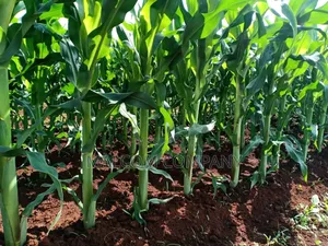 Maize Seeds Longe 5 10kg/Acre