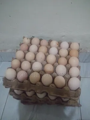 Fertilized Eggs for Local Chicken