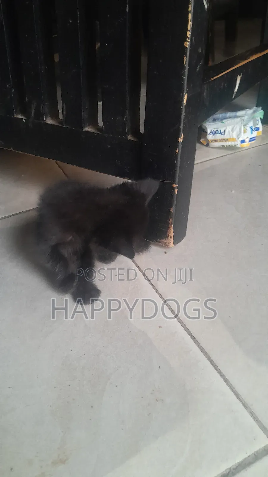 1-3 months Male Mixed Breed Mixed