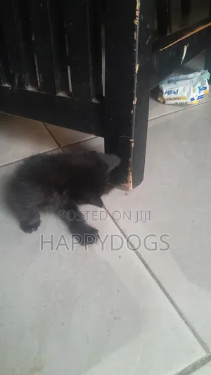 1-3 months Male Mixed Breed Mixed