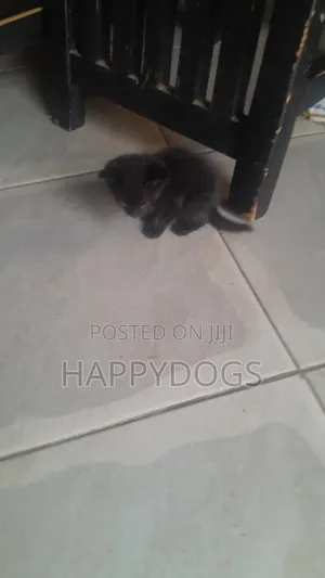 1-3 months Male Mixed Breed Mixed