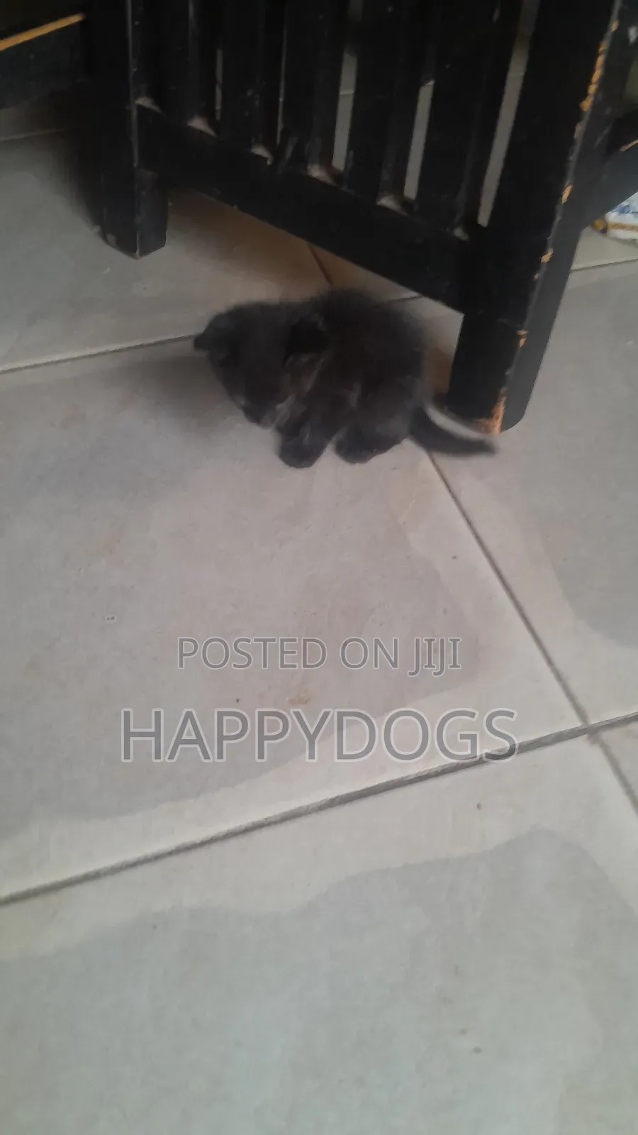 1-3 months Male Mixed Breed Mixed