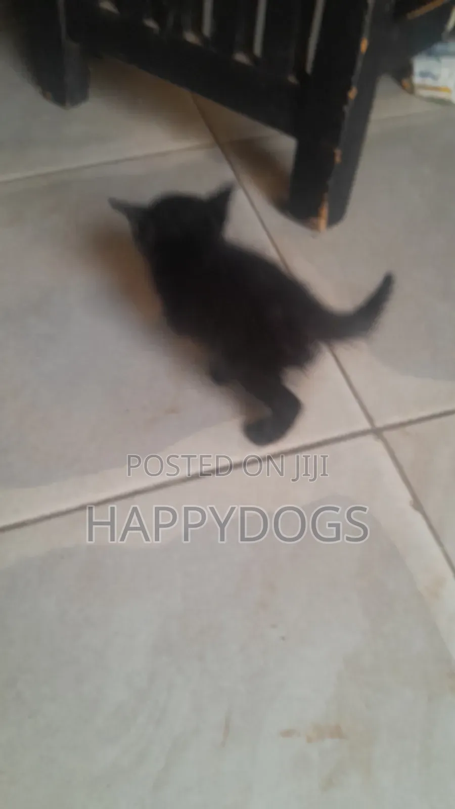 1-3 months Male Mixed Breed Mixed