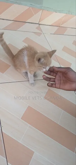 1-3 months Male Purebred Bombay
