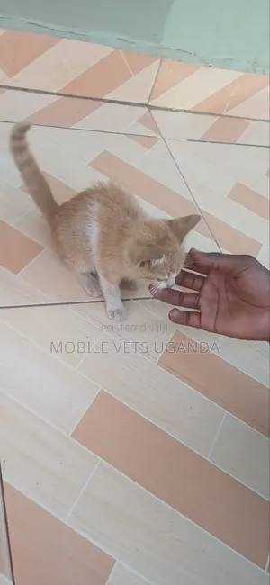 1-3 months Female Purebred American Curl