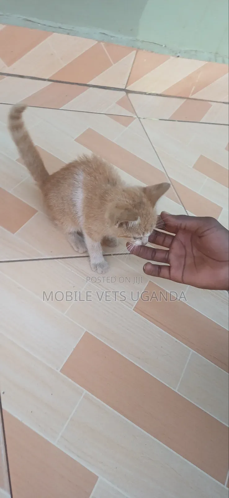 1-3 months Female Purebred American Curl