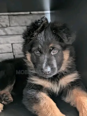 1-3 months Male Purebred German Shepherd