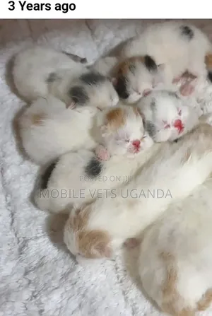 0-1 month Female Purebred Balinese