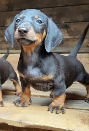 1-3 months Male Purebred Dachshund