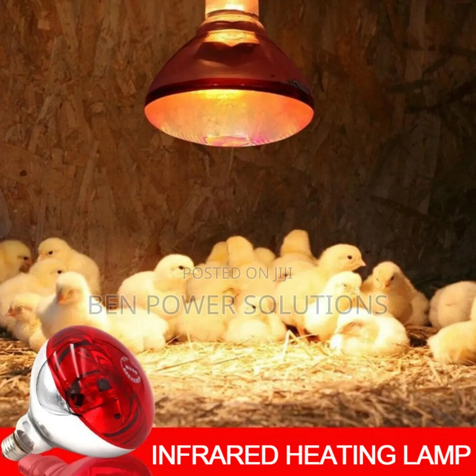 250w Infrared Brooder Bulbs