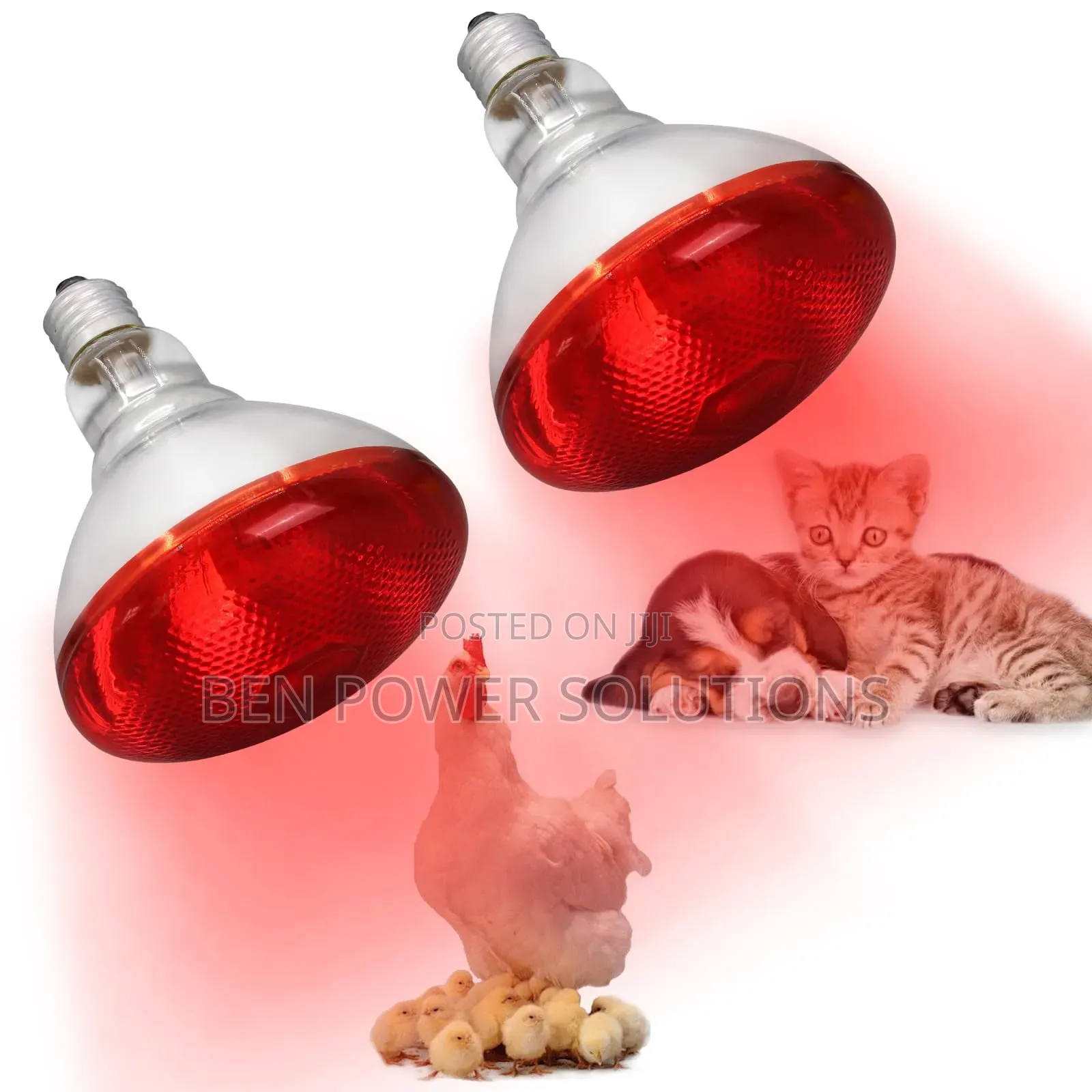 250w Infrared Brooder Bulbs
