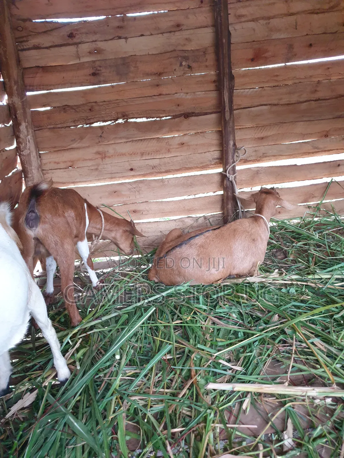 Goats and Sheep