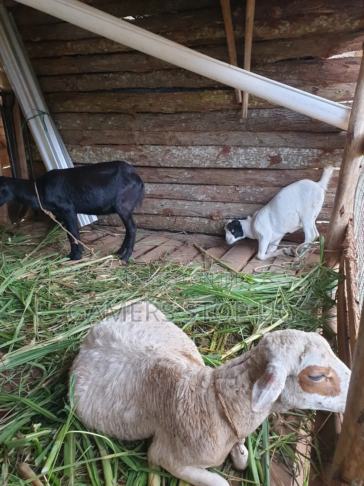 Goats and Sheep