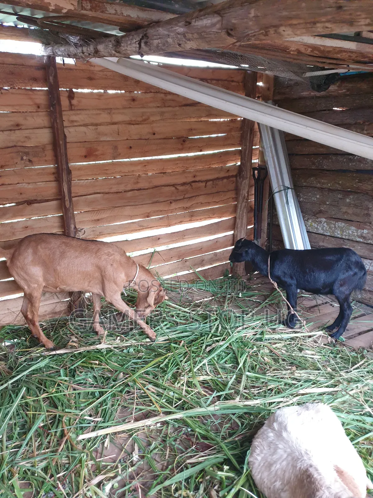 Goats and Sheep