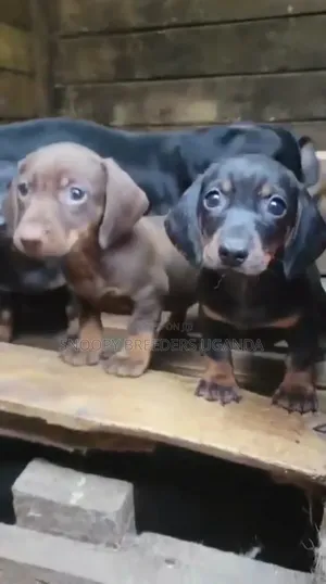 1-3 months Female Purebred Dachshund