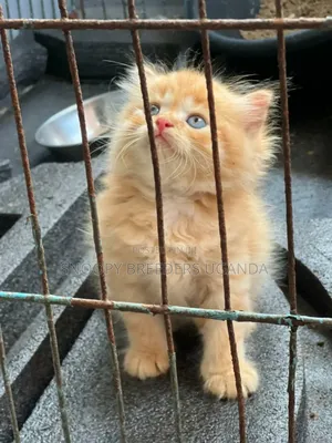 1-3 months Male Purebred Persian