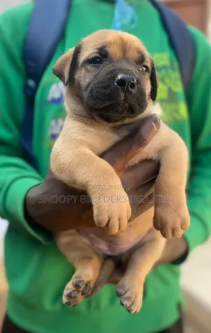 1-3 months Female Purebred Boerboel
