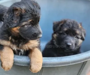 1-3 months Male Purebred German Shepherd