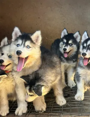 1-3 months Male Purebred Siberian Husky