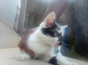 1-3 months Male Purebred Scottish Fold