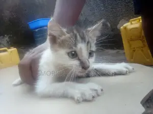 1-3 months Male Purebred Bombay