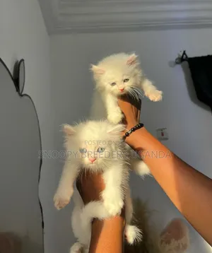 1-3 months Female Purebred Persian