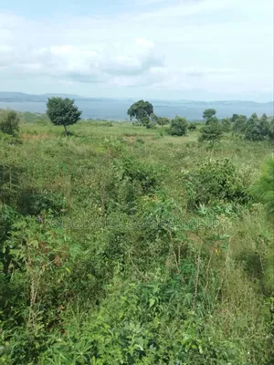 10 Acres to 100 Acres of Land in Nyenga Nkokonjeru