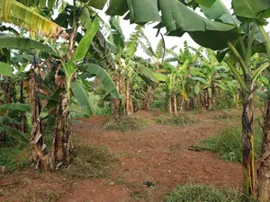 8 Acres of Land in Namugongo Nsawo