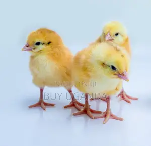 Day Old Chicks for Sale (Layers)