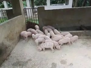 Cambrough Piglets