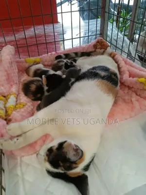 0-1 month Male Purebred Bombay