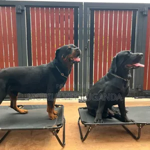 3-6 months Male Purebred Rottweiler