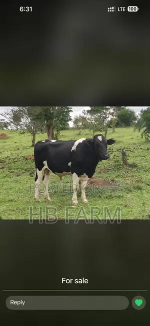 Fresian Bull